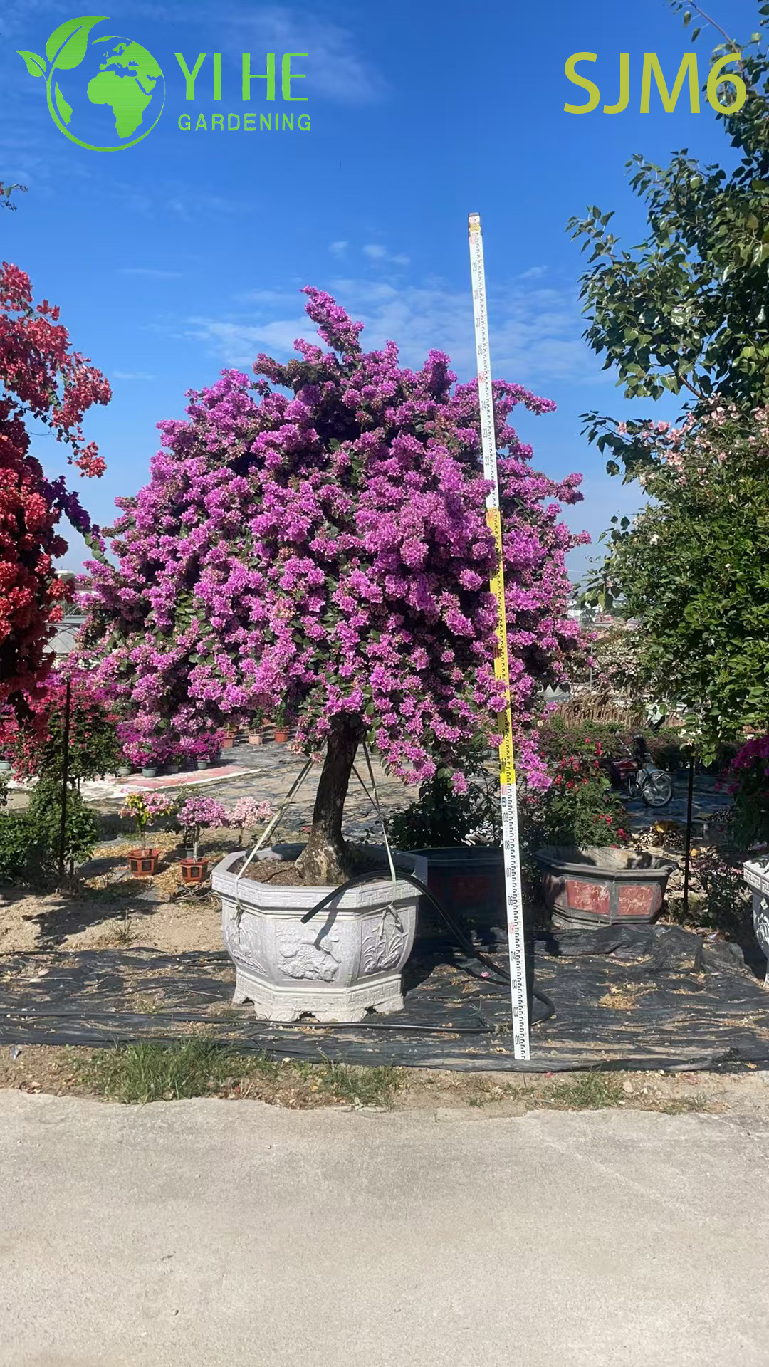 B&aacute;n bu&ocirc;n Cột Bougainvillea C&acirc;y cảnh Kiến tr&uacute;c Vườn C&acirc;y cảnh