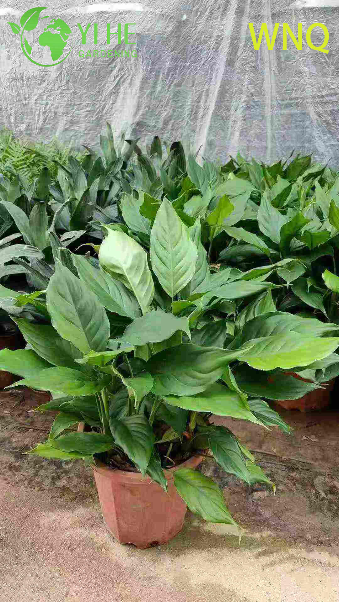 Dieffenbachia sp. de hoja perenne abigarrada. para planta de decoración de interiores
