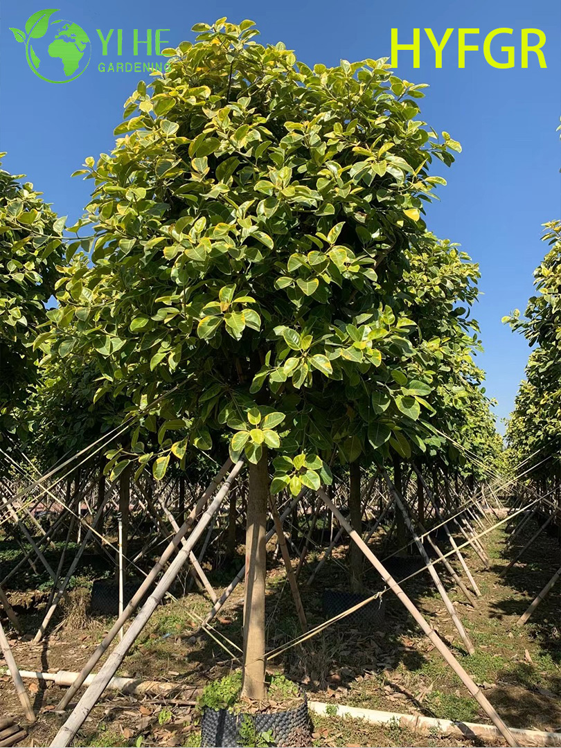 실내 Ficus Variegata 단풍 화분 장식 식물