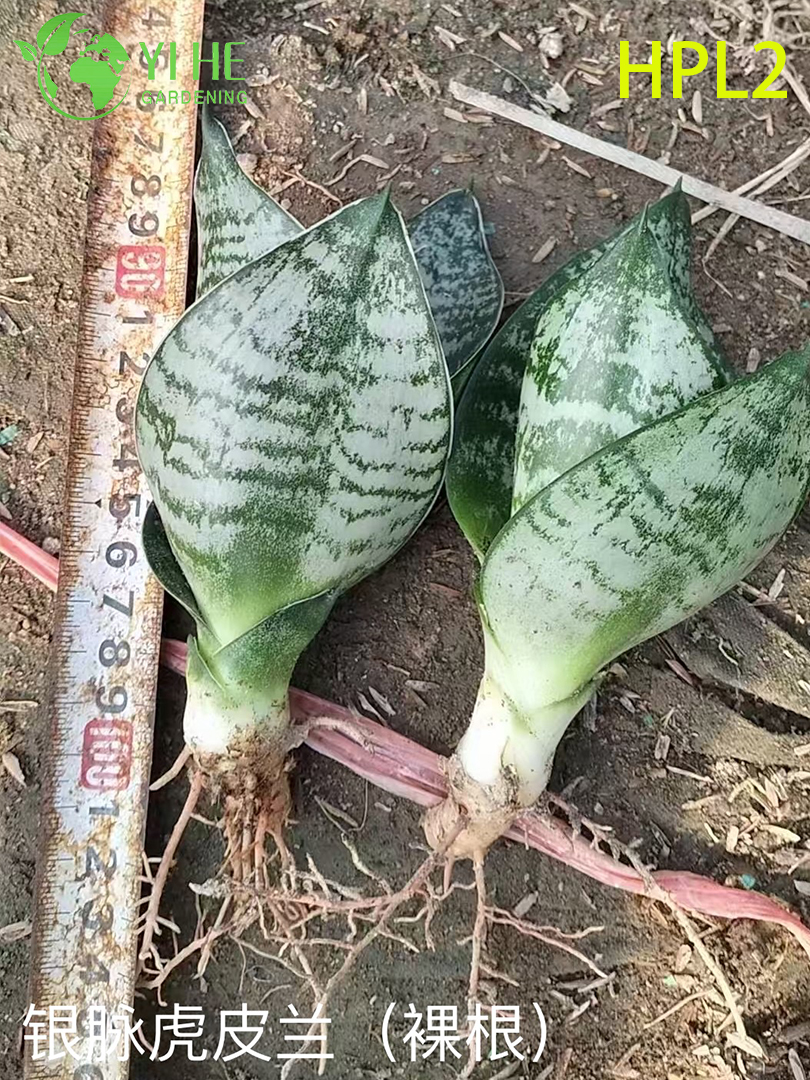 Plante de serpent nain Hahnii Bird’s Nest Plante d’int&eacute;rieur &agrave; rosette vivante