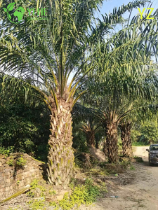 Toptan Palmiye Yağı (Elaeis Guineensis) - Y&uuml;ksek Verimli Yaprak D&ouml;kmeyen Palmiyeler