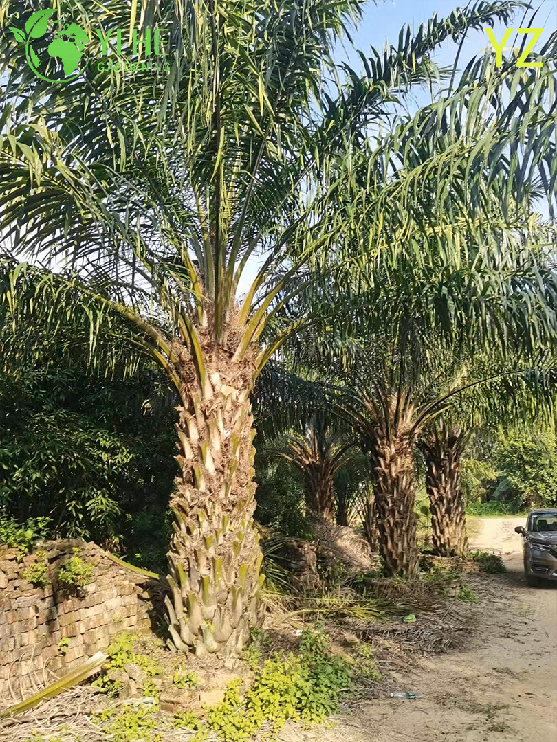 Ölpalme (Elaeis Guineensis) im Großhandel – immergrüne Palmen mit hohem Ertrag