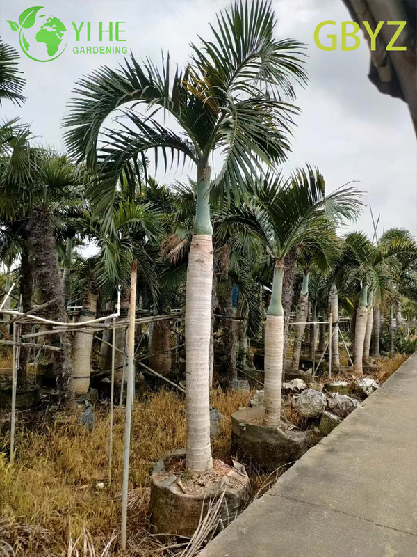 Groothandel Spindelpalm (Hyophorbe Verschaffeltii) - Slanke groenblijvende palmen