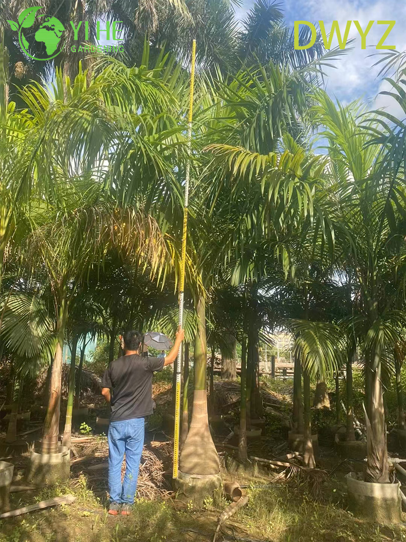 ຂາຍສົ່ງປາມ Royal (Roystonea Regia) - ຕົ້ນປາມຂຽວຕະຫຼອດປີ