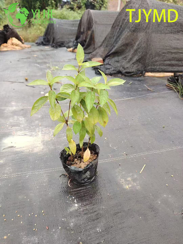 Venta al por mayor de plantas en macetas Tibouchina 'Tianjiao' para decoraci&oacute;n de flores moradas tropicales al aire libre