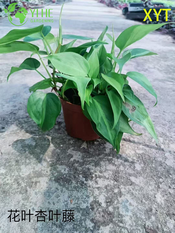 الجملة Syngonium Podophyllum النباتات بوعاء لديكور أوراق الشجر الزائدة في الأماكن المغلقة