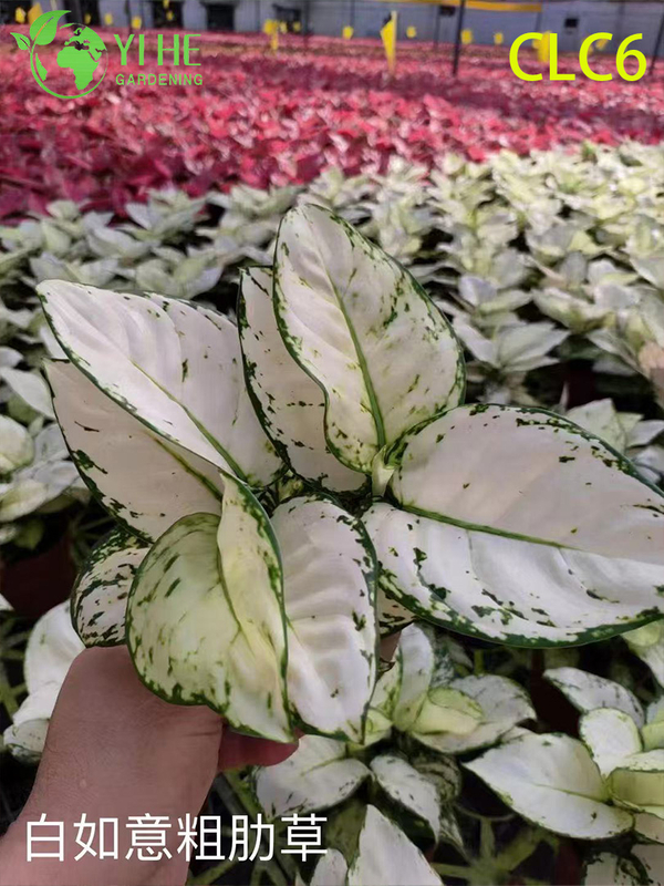 نباتات Aglaonema بالجملة - أوراق الشجر الاستوائية الداخلية لتزيين المكاتب المنزلية