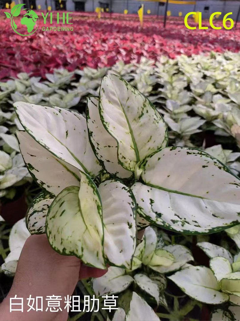 نباتات Aglaonema بالجملة - أوراق الشجر الاستوائية الداخلية لتزيين المكاتب المنزلية