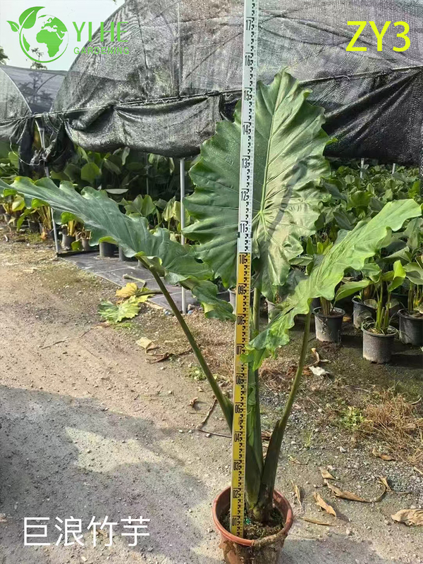 심은 하와이 야자(Pritchardia gaudichaudii), 열대 상록수 실내/실외 장식 식물