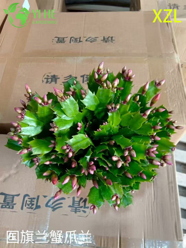 Vente en gros de plantes en pot Schlumbergera truncata pour un décor de floraison d'intérieur de vacances