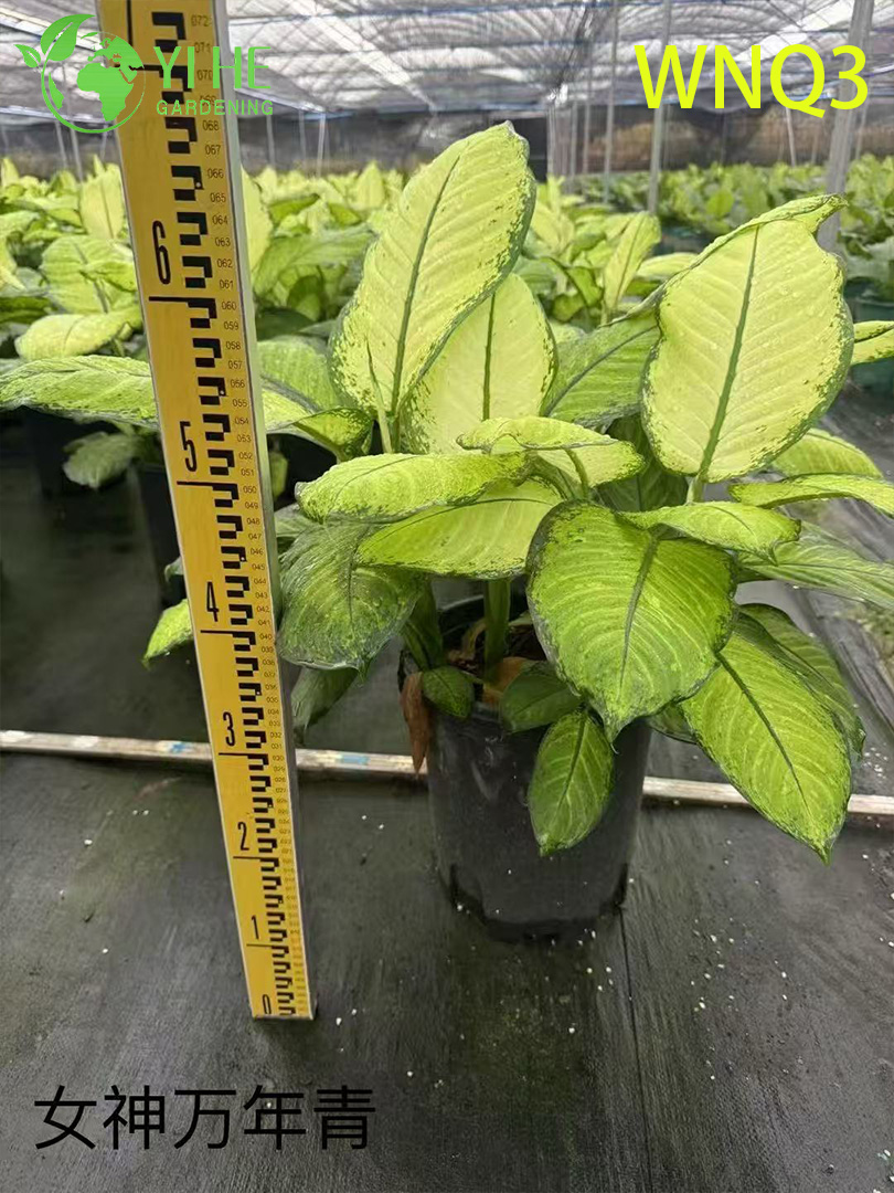 Plantas de hoja perenne premium al por mayor - Follaje tropical decorativo para interiores y exteriores