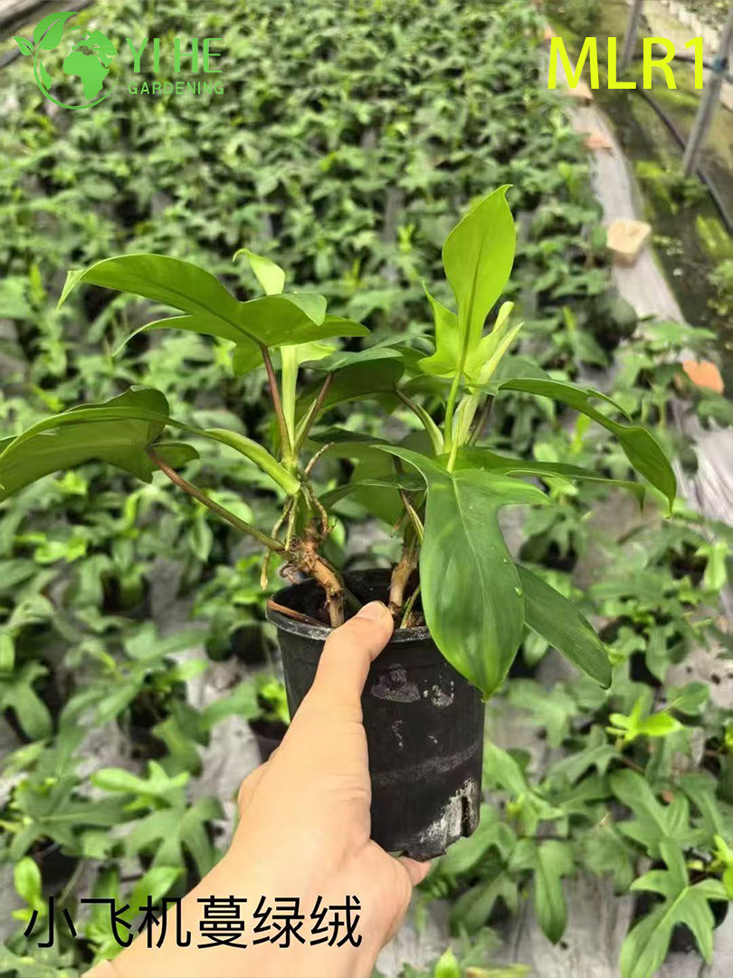 Venta al por mayor de plantas en macetas de Philodendron Selloum para decoraci&oacute;n de follaje grande tropical de interior