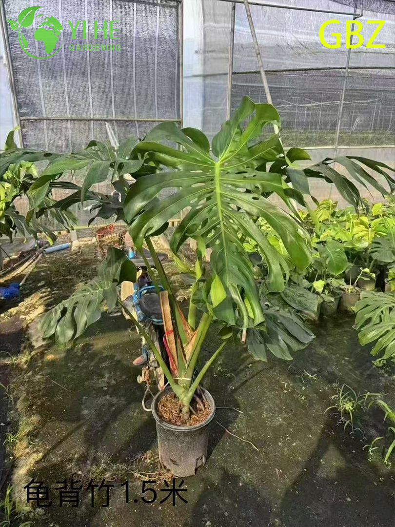 Горшечные растения Monstera Deliciosa оптом для домашнего декора с большой листвой