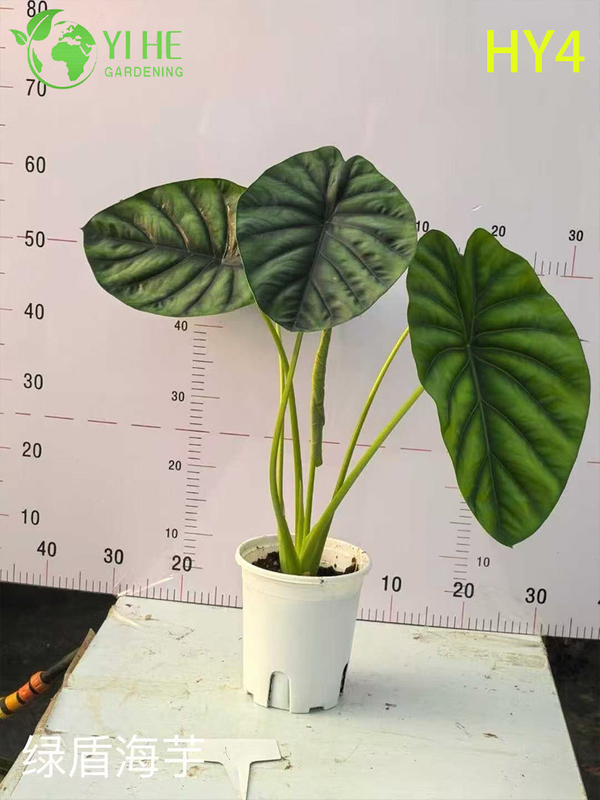 Крупногабаритные растения тропической алоказии премиум-класса на оптовый экспорт