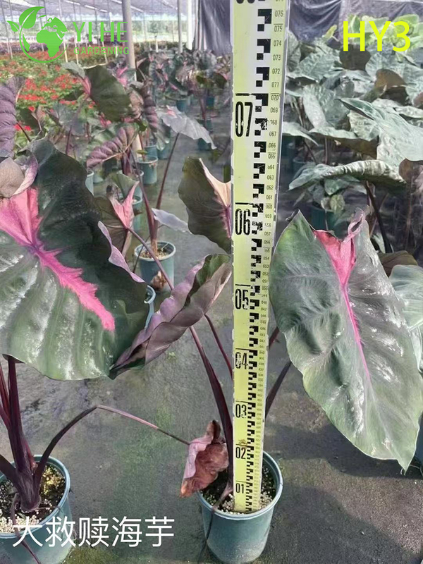 Premium Large - Leaf Alocasia-planten voor groothandel, export, decoratie en landschapsarchitectuur