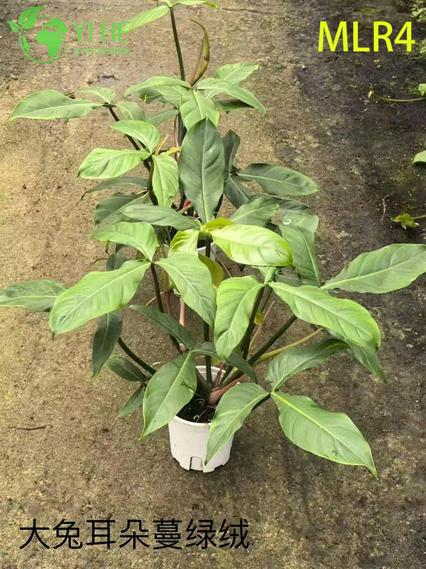 B&aacute;n bu&ocirc;n c&acirc;y Philodendron - C&acirc;y xanh trang tr&iacute; t&aacute;n l&aacute; tươi tốt trong nh&agrave;/ngo&agrave;i trời
