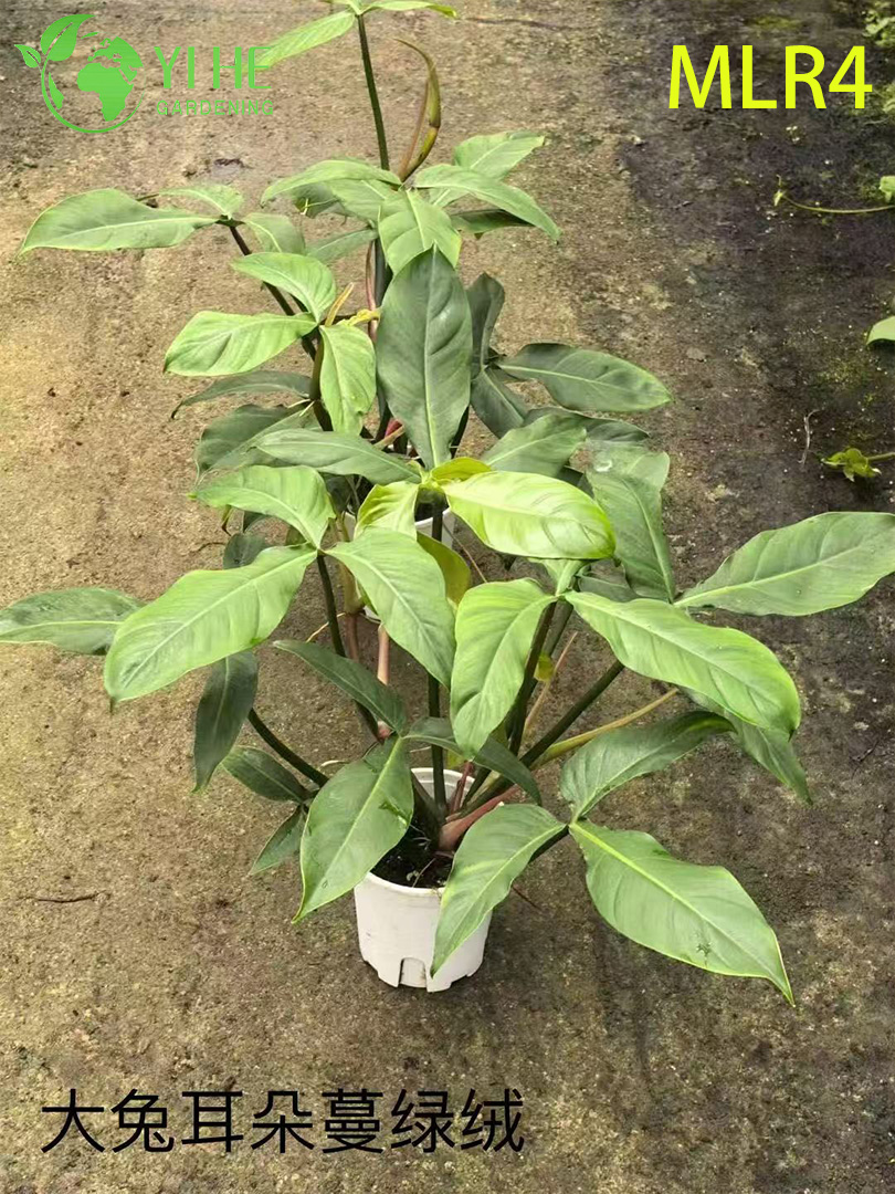 B&aacute;n bu&ocirc;n c&acirc;y Philodendron - C&acirc;y xanh trang tr&iacute; t&aacute;n l&aacute; tươi tốt trong nh&agrave;/ngo&agrave;i trời