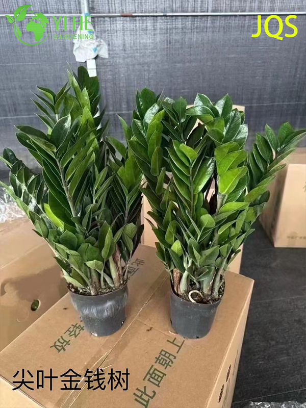 실내 유지 관리가 적은 장식을 위한 도매 Zamioculcas Zamiifolia 화분