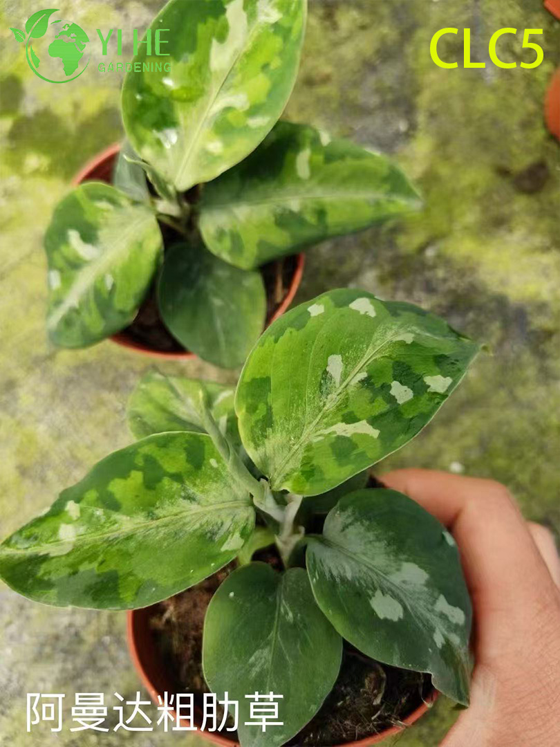 Hurtownia roślin Aglaonema - dekoracyjne liście do wnętrz z żywymi liśćmi do domu i biura