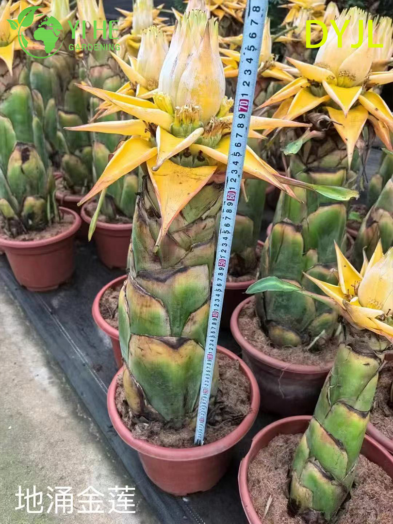 आउटडोर उष्णकटिबंधीय उद्यान सजावट के लिए थोक मुसेला लासियोकार्पा पॉटेड पौधे