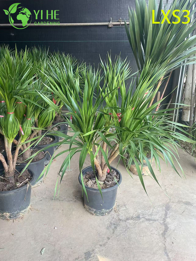 Dracaena draco a tronco singolo alto per decorazioni verdi da interni