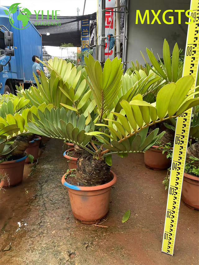 Hardy Zamia Furfuracea Bonsai ສໍາລັບການຕົກແຕ່ງສວນ