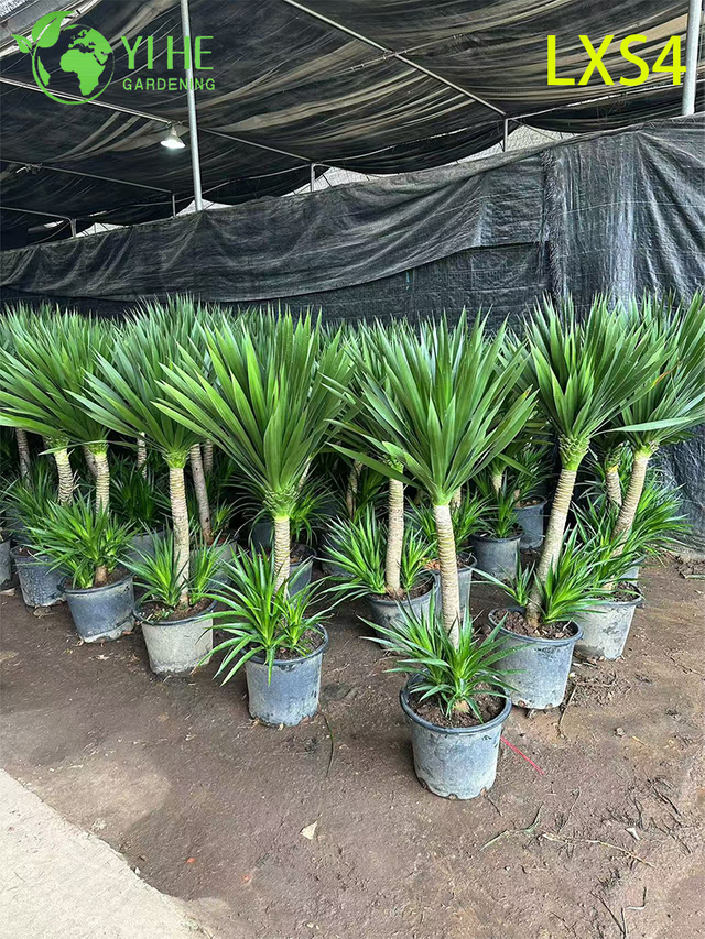 Tall Double - Dracaena draco nhiều tầng để trang tr&iacute; trong nh&agrave; & ngo&agrave;i trời