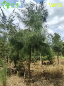 S&uuml;s Kıyı Casuarina equalsetifolia Ağacı