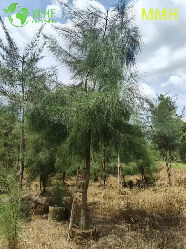 شجرة الزينة الساحلية Casuarina equisetifolia