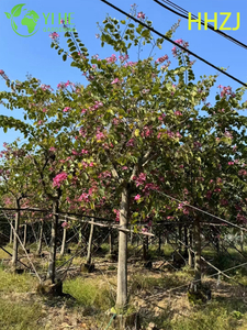S&uuml;s Kırmızı Bauhinia variegata Tropikal &Ccedil;i&ccedil;ekli Ağa&ccedil;