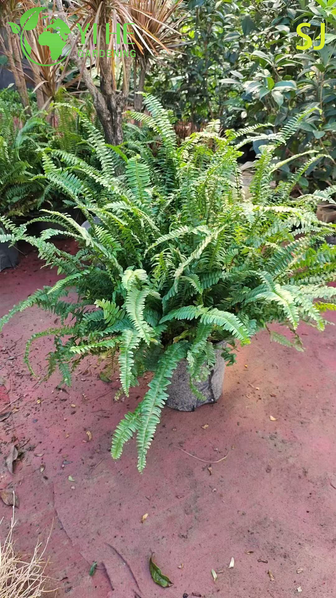 निर्यात संयंत्र के लिए थोक सदाबहार सजावटी किडनी फ़र्न