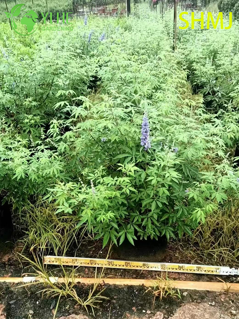 Exportation en gros Vitex Agnus-Castus Arbuste &agrave; fleurs ornementales de qualit&eacute; sup&eacute;rieure