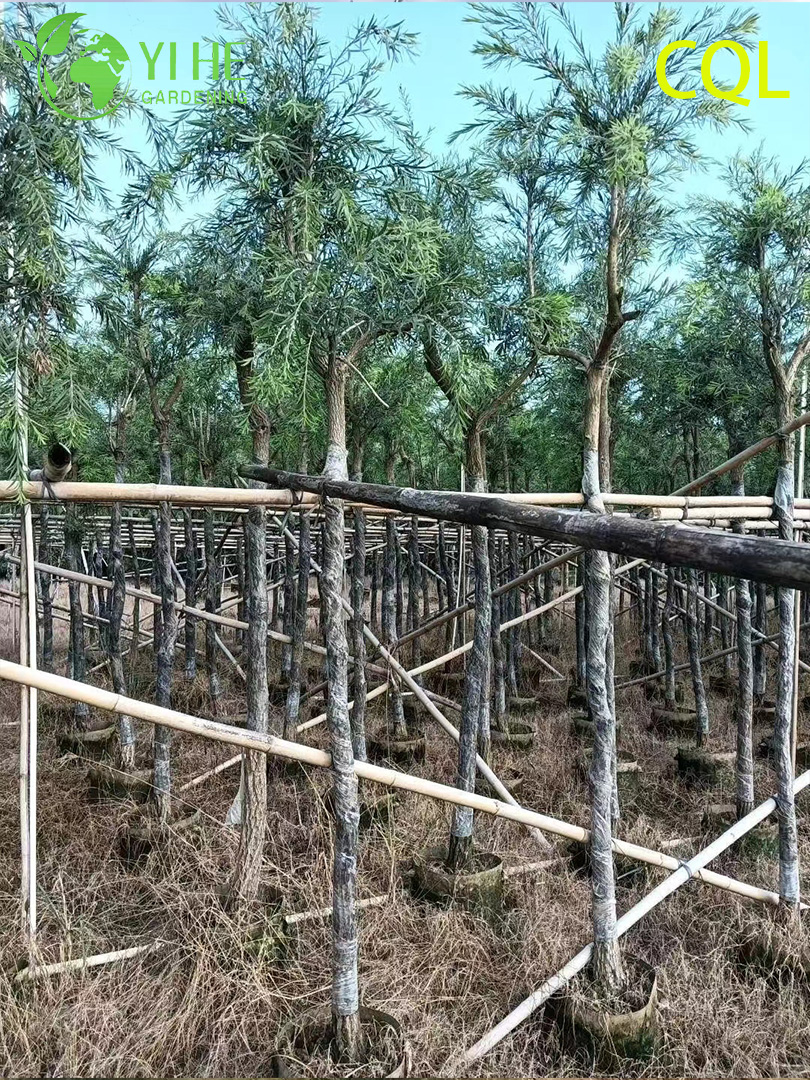 B&aacute;n bu&ocirc;n c&acirc;y cảnh thường xanh Callistemon viminalis ra hoa l&agrave;m vườn xuất khẩu