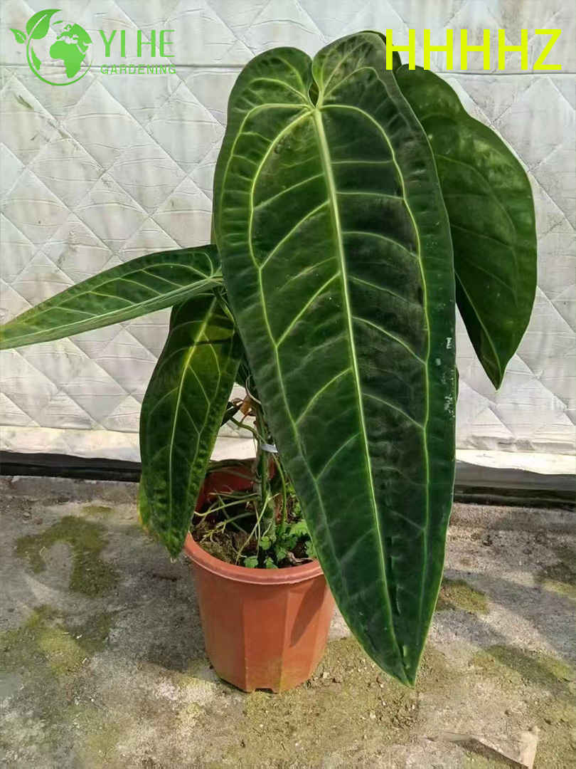 Gro&szlig;handel Export Flamingo Queen Anthurium S&auml;mlinge | Tropische Zierlaubs&auml;mlinge