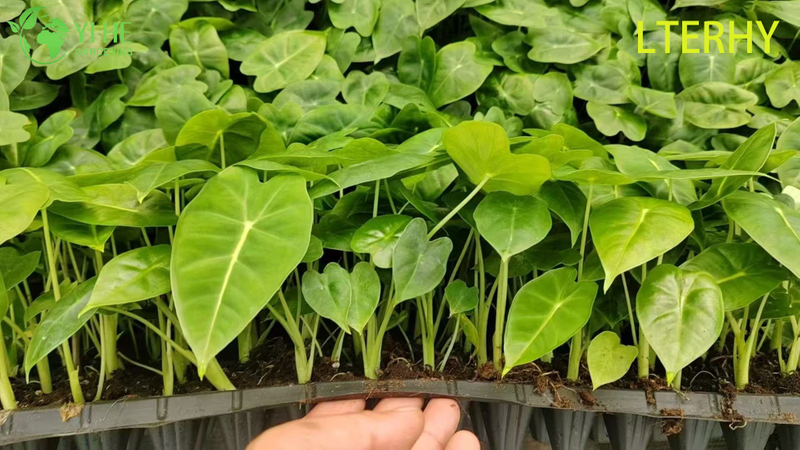 Gro&szlig;handel Export Green Velvet Alocasia S&auml;mlinge | Tropische Zierlaubs&auml;mlinge