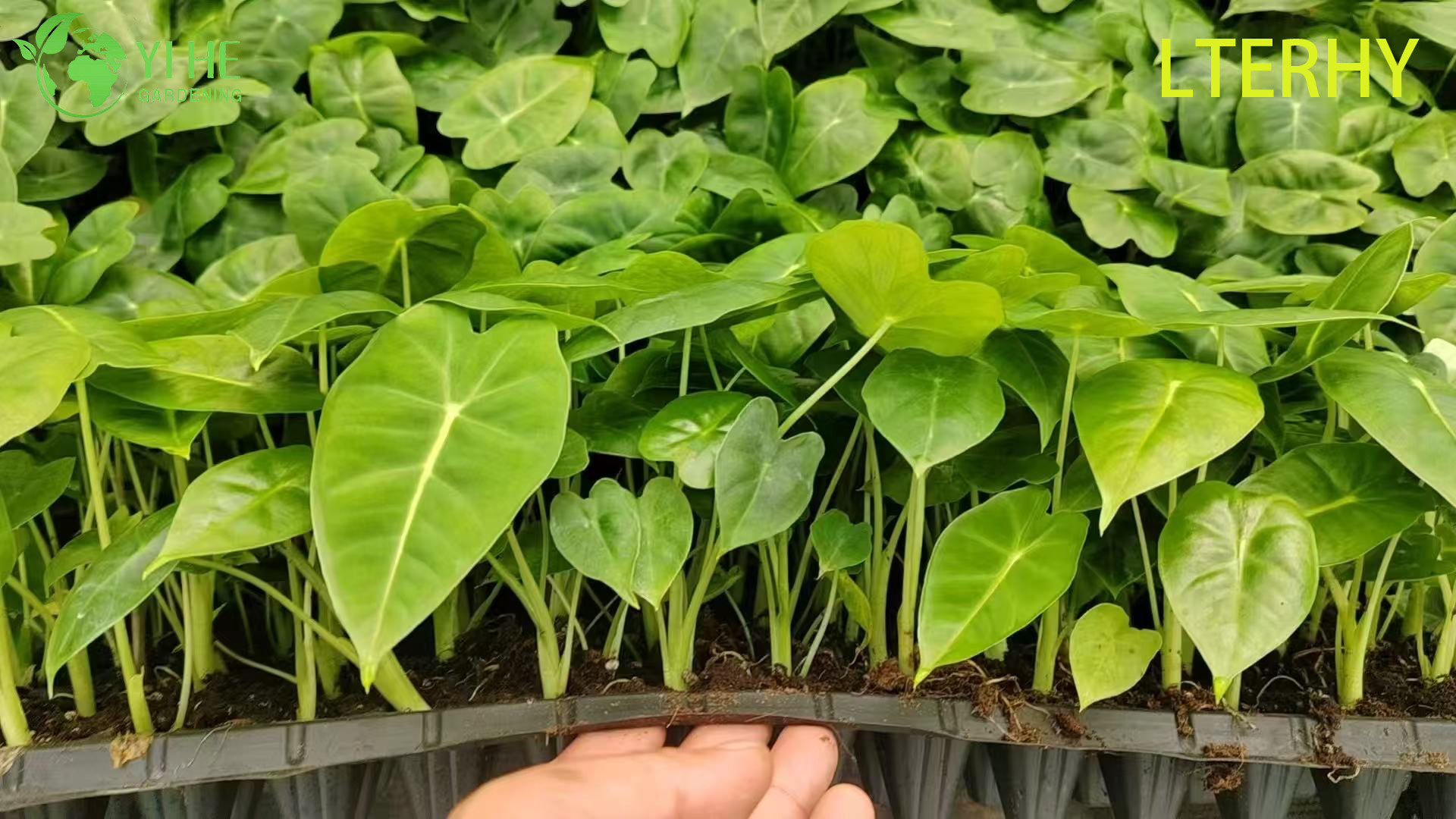 Gro&szlig;handel Export Green Velvet Alocasia S&auml;mlinge | Tropische Zierlaubs&auml;mlinge