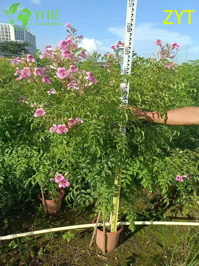 보라색 트럼펫 덩굴 Podranea Ricasoliana 등반 꽃 식물