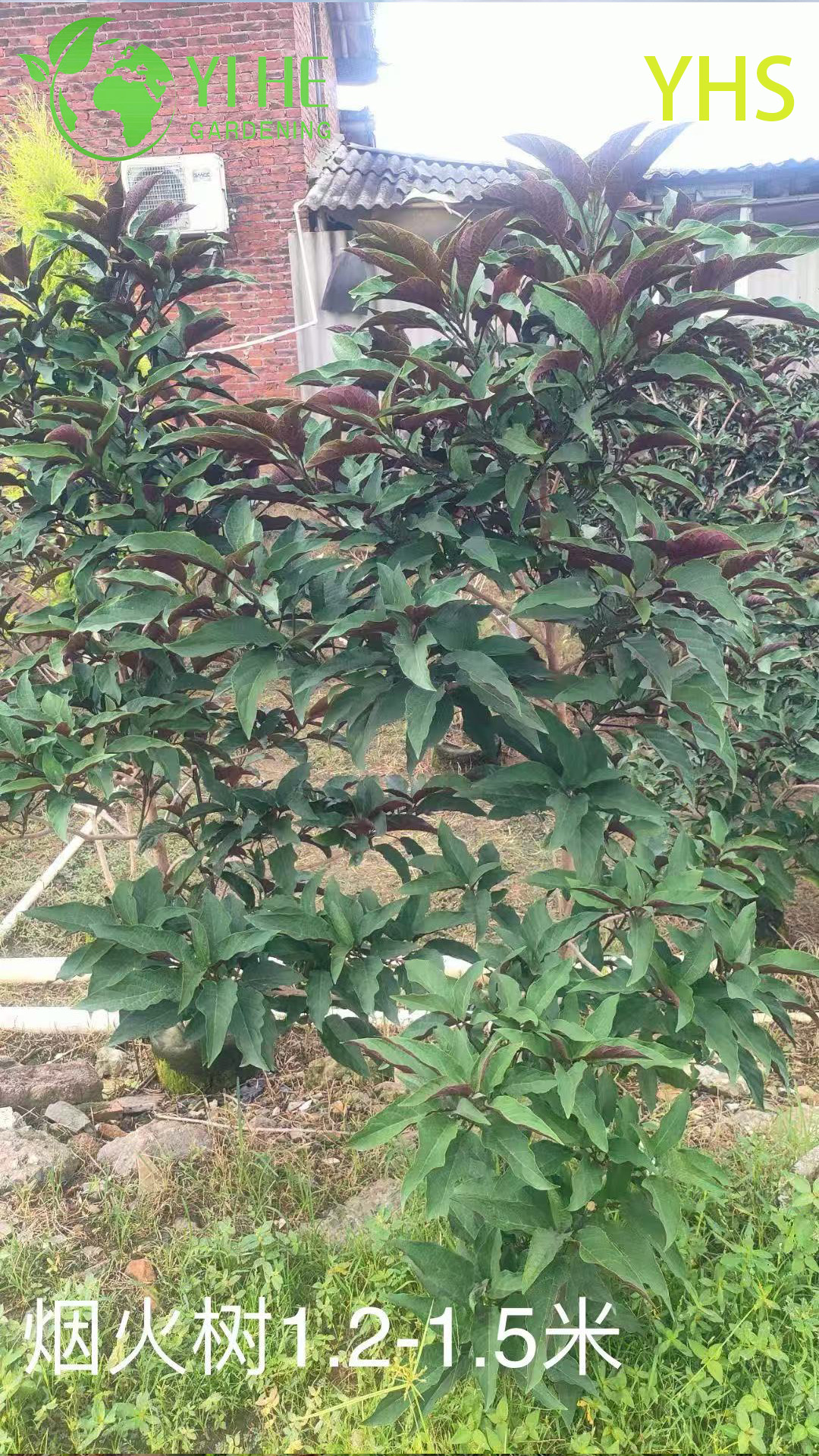 &Aacute;rvore de fogos de artif&iacute;cio flor ornamental planta de jardim tropical Clerodendrum Quadriloculare