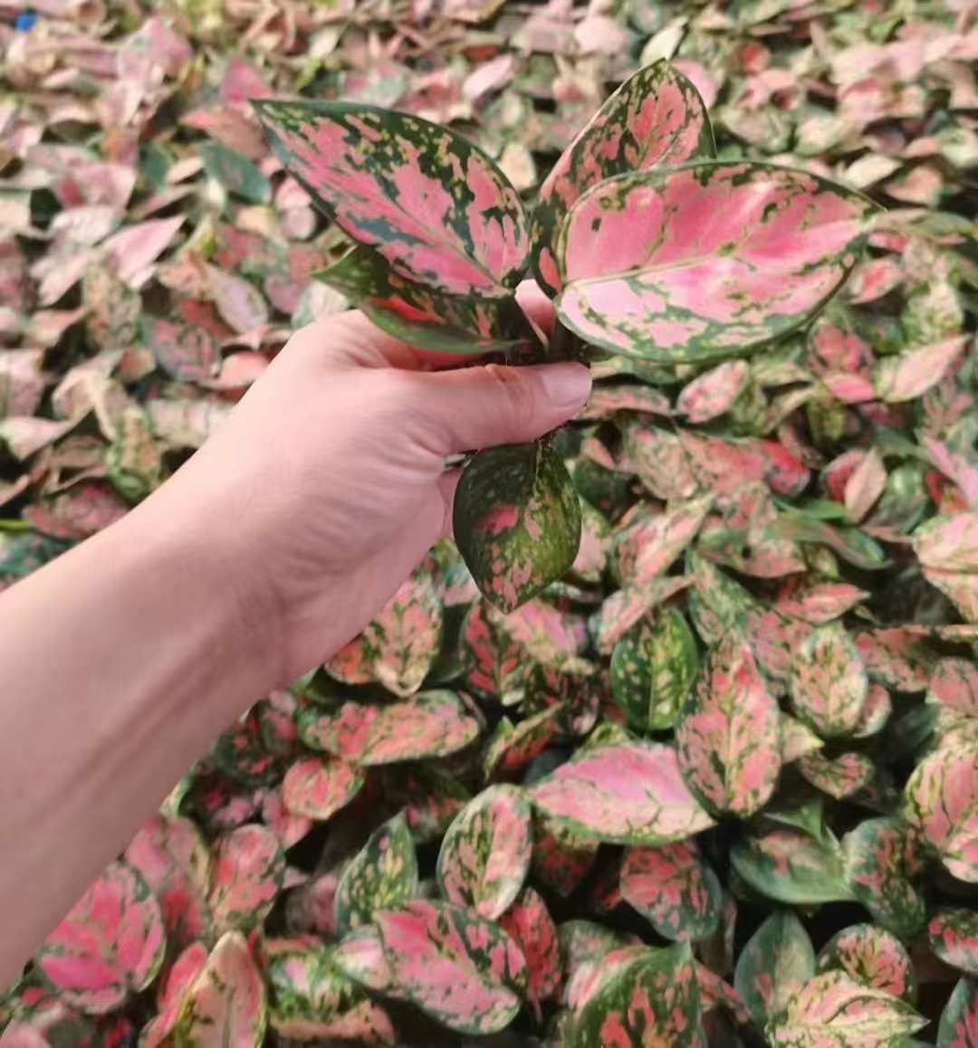 Aglaonema – Gl&uuml;ckliche Setzlinge zum hei&szlig;en Verkauf