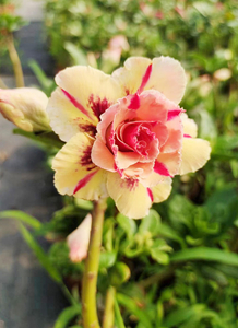 एडेनियम ओबेसम