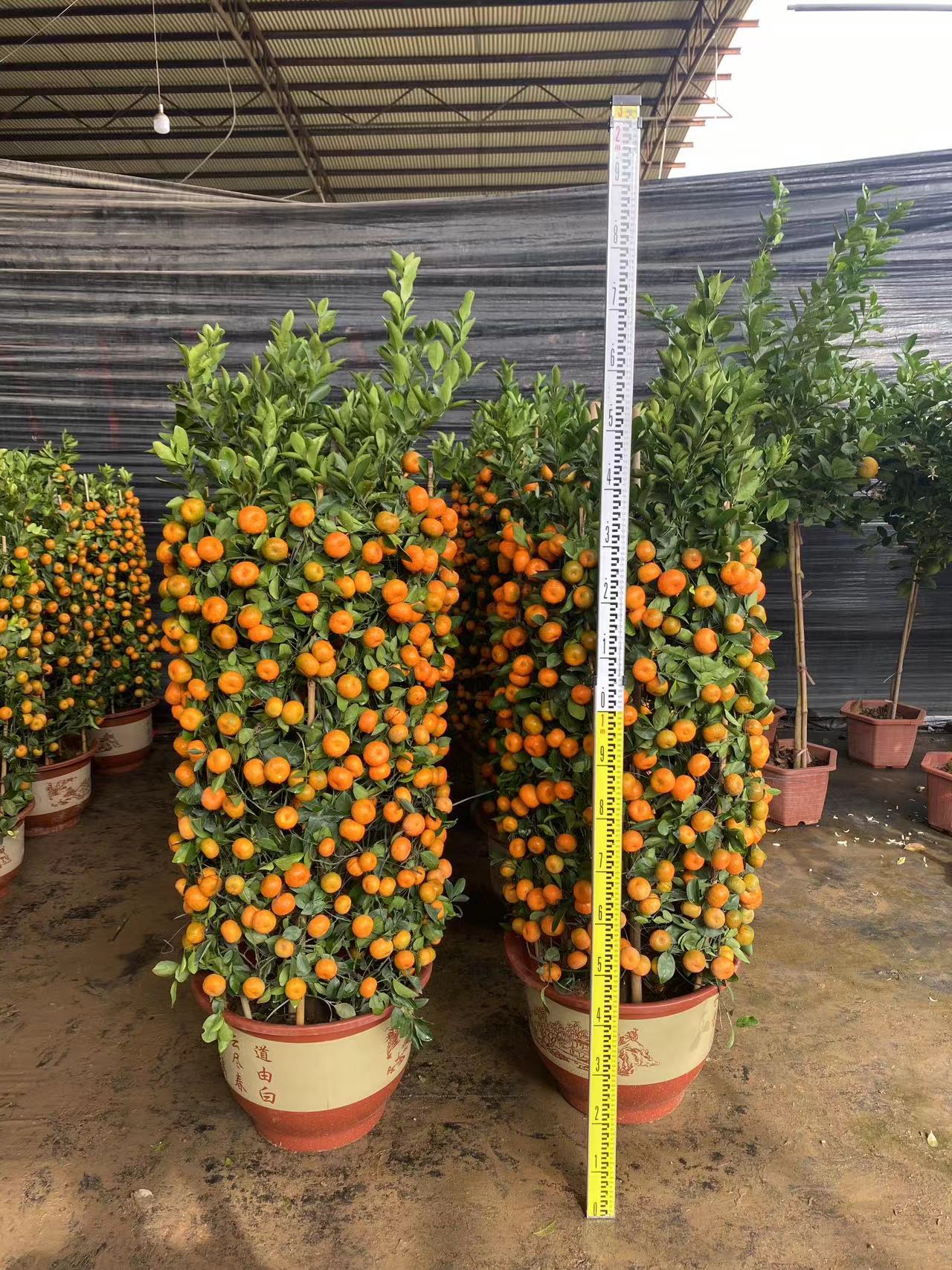 Citrus reticulata Blanco, ไม้ผลส้มเขียวหวาน, ส้มแมนดาริน