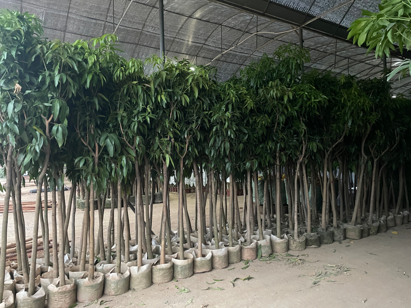 Mangifera indica, mangueiras