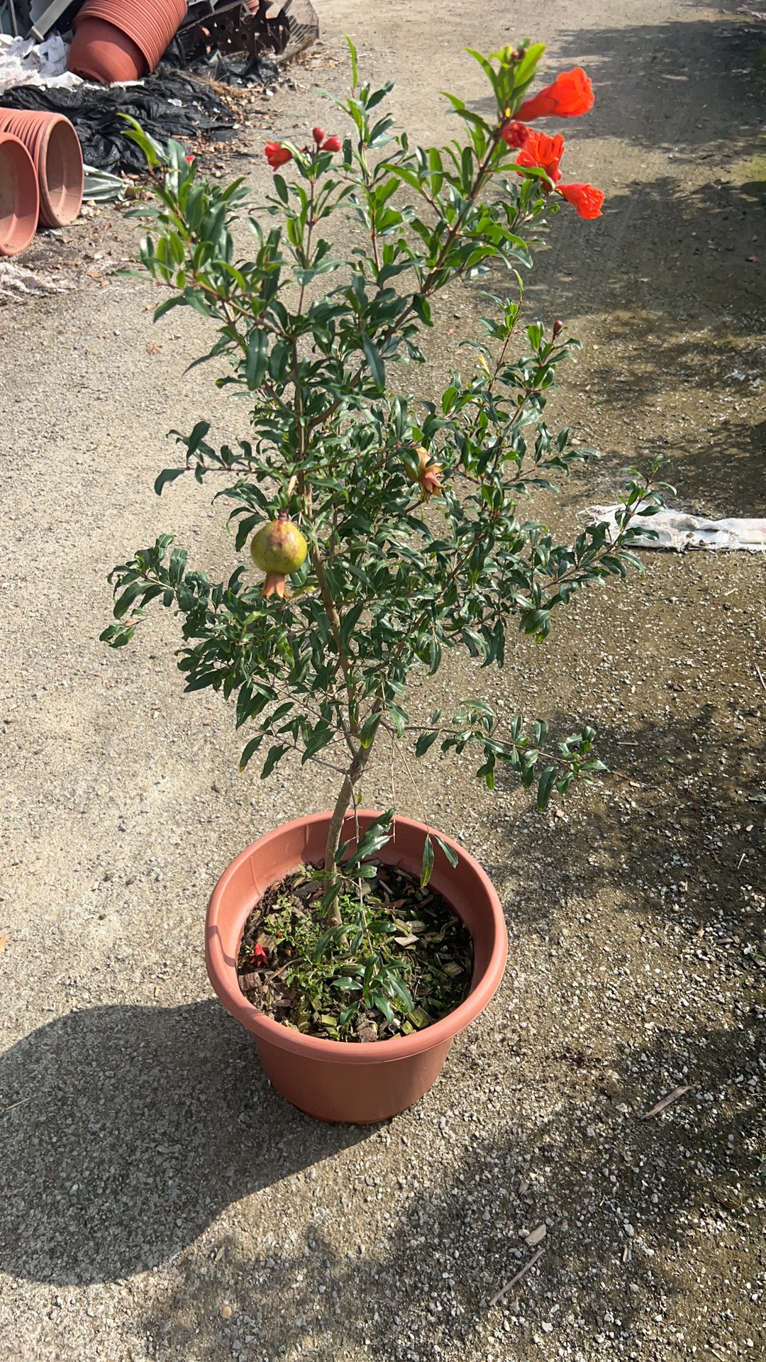 Гранатовые деревья, Punica granatum 