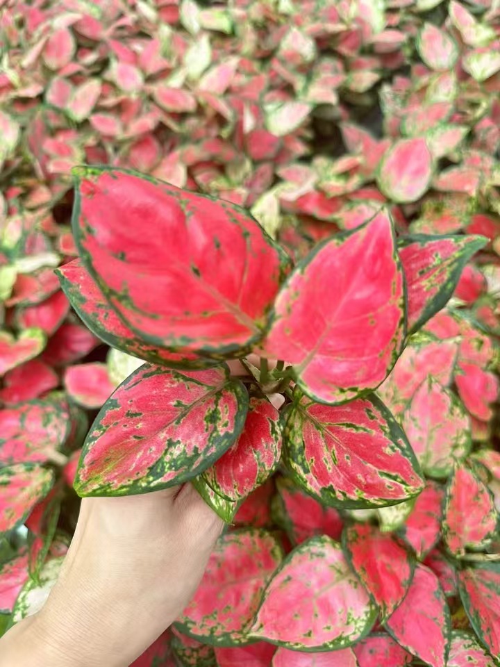 شتلات جمال اجلونيما بحالة جيدة