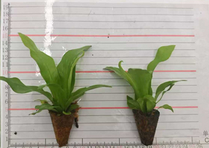 एस्पलेनियम निडस