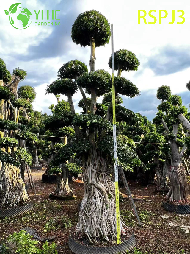 Ombrello a pi&ugrave; livelli Albero di ficus artistico alto Una pianta bonsai viva da pavimento per interni