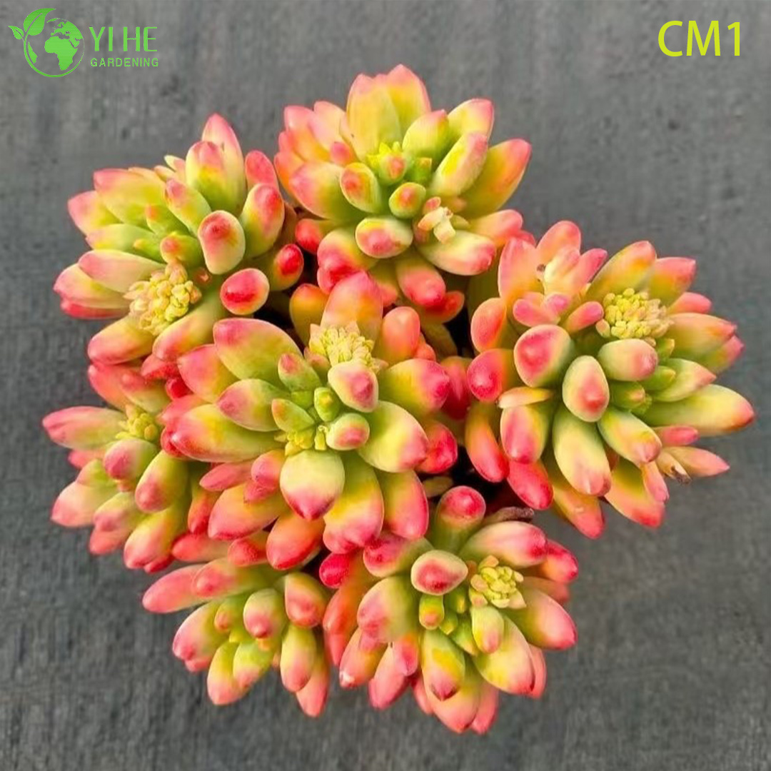 លក់ដុំឥន្ទធនូ Jelly Bean Succulent Live Plant Spring Cluster Bonsai