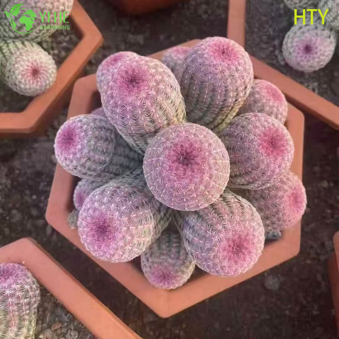 الجملة روبي قوس قزح القنفذ الصبار لايف جامع النبات بونساي