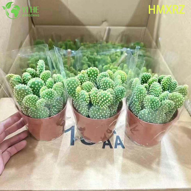 Bons&aacute;i vivo de la planta de Opuntia del lunar amarillo al por mayor del cactus de las orejas de conejo