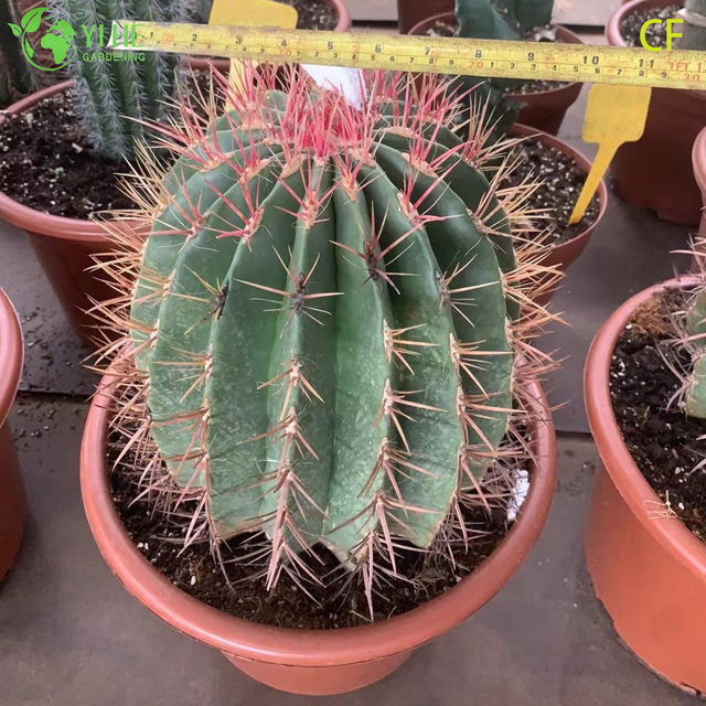 ขายส่ง Red Phoenix Echeveria Live Succulent Fiery Rosette บอนไซ